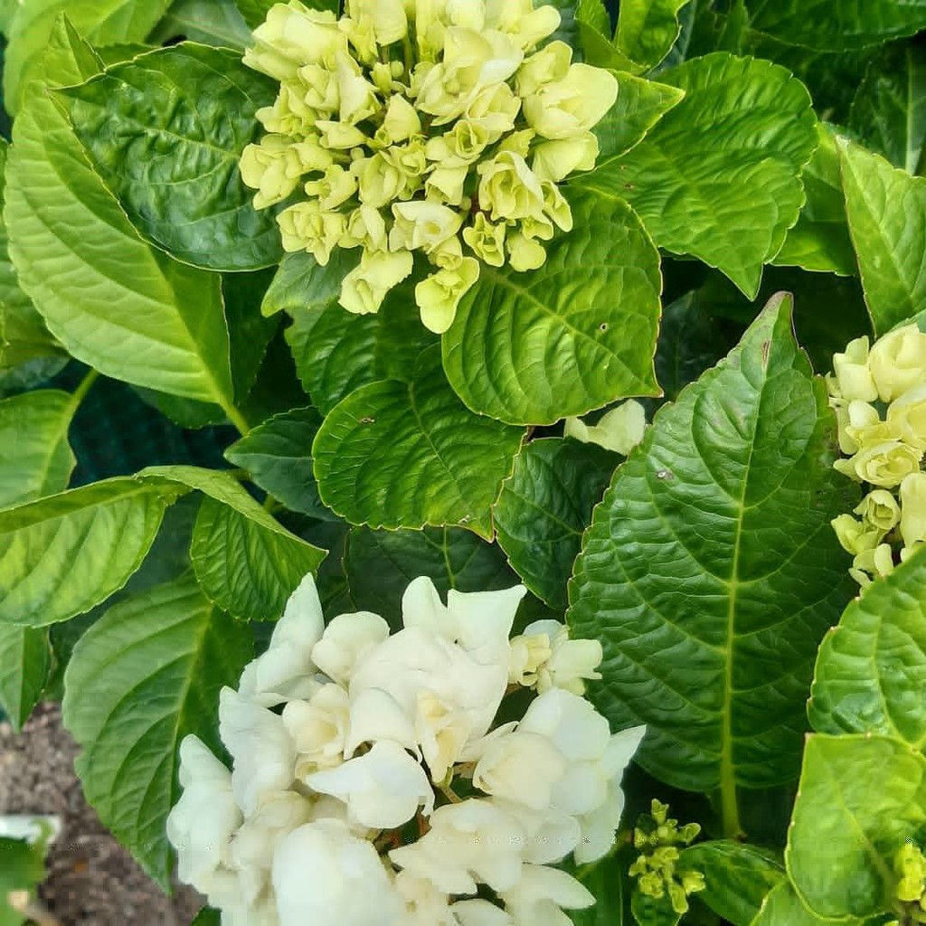 The white hydrangea blooms  by sarah19