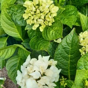 17th Aug 2020 - The white hydrangea blooms 
