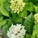 The white hydrangea blooms  by sarah19