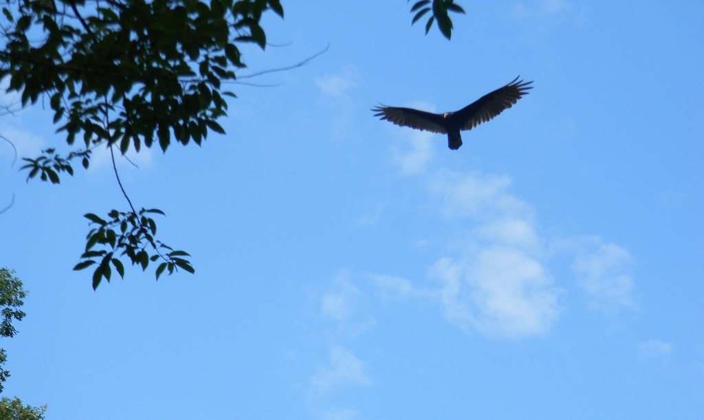 Vulture Soaring by sfeldphotos