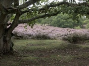 16th Aug 2020 - Heather at Coopers Hill