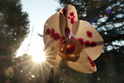 17th Aug 2020 - Sunrise Orchid  