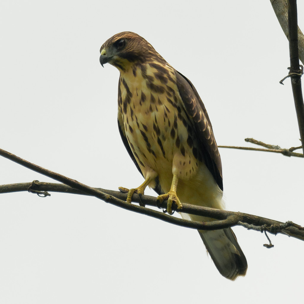 young Broad-winged Hawk by rminer