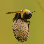 17th Aug 2020 - bumblebee