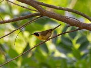 17th Aug 2020 - common yellowthroat warbler 