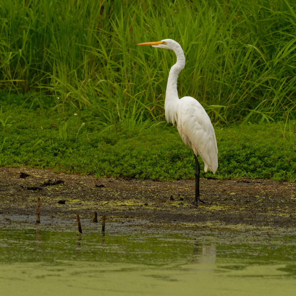 Great white egret by rminer