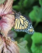 15th Aug 2020 - August 15: Monarch Butterfly