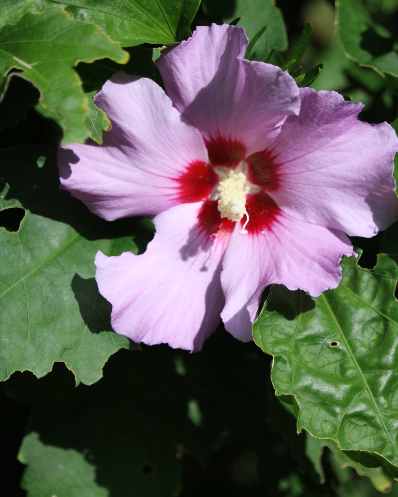 August 17: Rose of Sharon by daisymiller