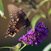 Spicebush Swallowtail by rhoing