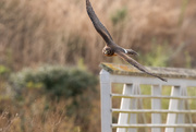 17th Aug 2020 - Northern Harrier