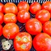 Millie Shops for Tomatoes by olivetreeann