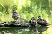 17th Aug 2020 - Wood Ducks Resting