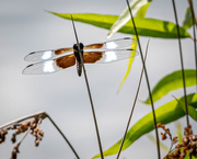 17th Aug 2020 - Lakeside Dragonfly