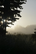 15th Aug 2020 - Morning mist