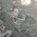 cobweb by kdrinkie