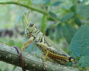 17th Aug 2020 - Grasshopper