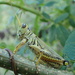 Grasshopper by cjwhite