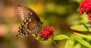 17th Aug 2020 - Palamedes Swallowtail Butterfly!