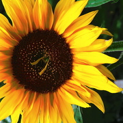18th Aug 2020 - Sunflower