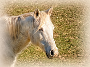 18th Aug 2020 - Blond Mare 