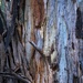 Beautiful bark by pusspup