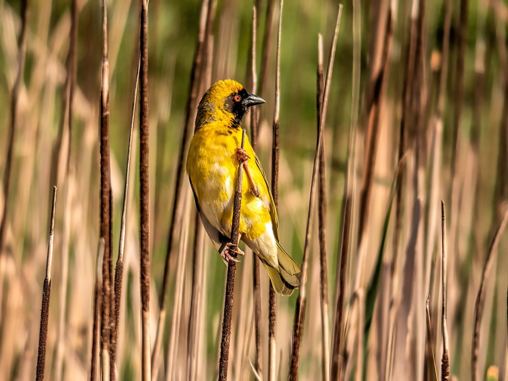 Another visitor in the reeds by ludwigsdiana
