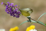 17th Aug 2020 - white butterfly 