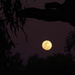 Full moon at Undarra by robz