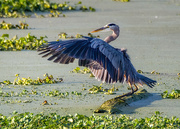 18th Aug 2020 - Heron dance at Sweetwater Wetlands