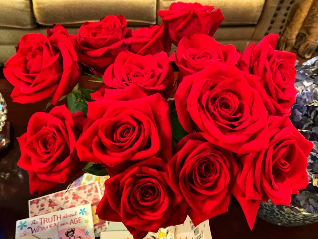 Red roses for my birthday by louannwarren
