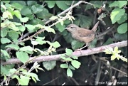 18th Aug 2020 - First came the wren