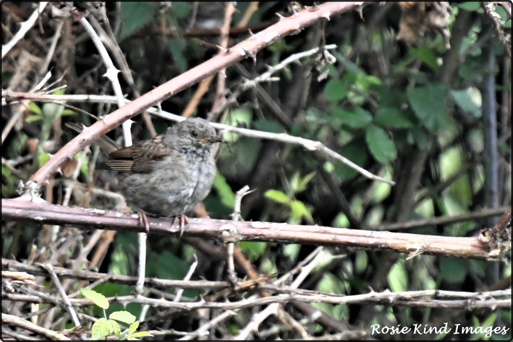 Then the young dunnock came out by rosiekind