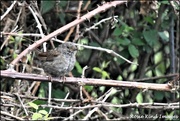 18th Aug 2020 - Then the young dunnock came out