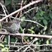 Then the young dunnock came out by rosiekind