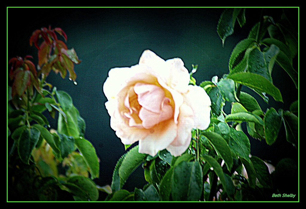 Raindrops on Roses by vernabeth