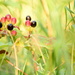 Hypericum in the meadow.............. by ziggy77
