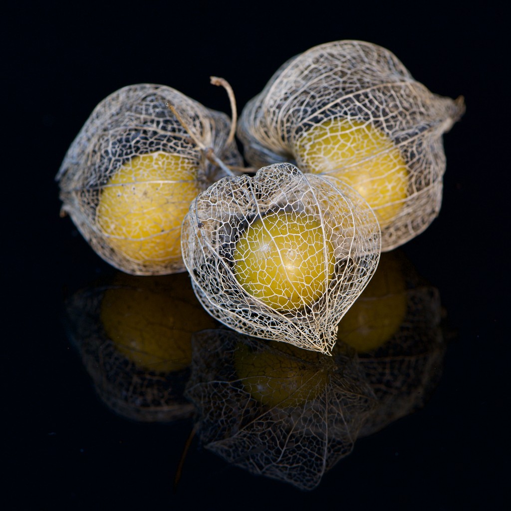 Three Berries Trapped In Lacy Cages DSC_3007 by merrelyn
