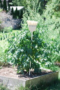 18th Aug 2020 - holding up the tomato plant