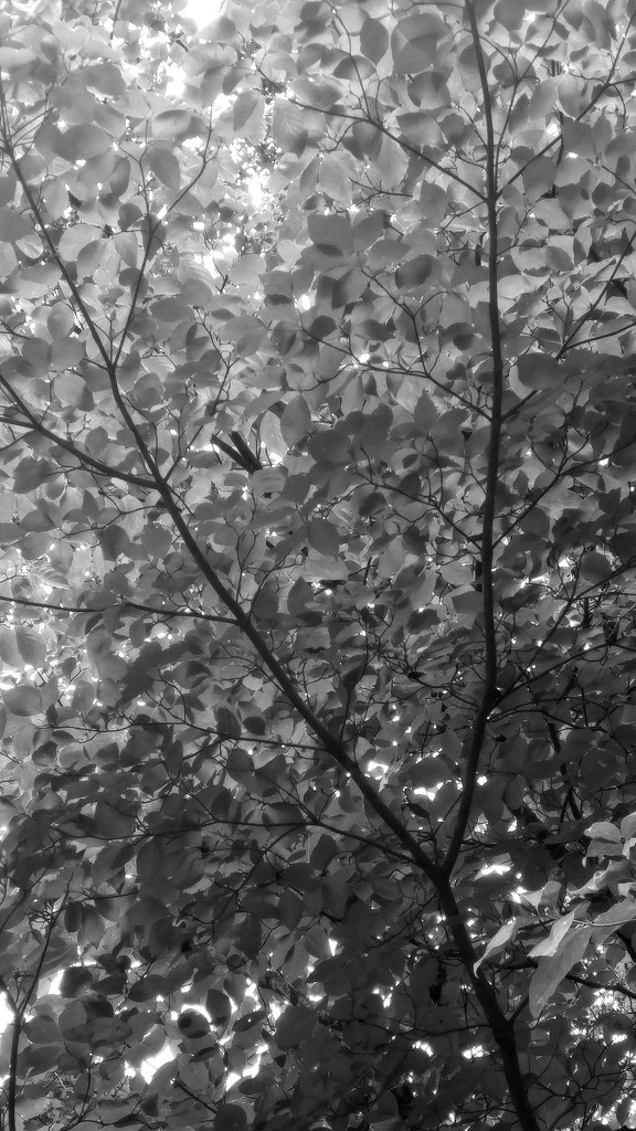 Under the dogwood tree... by marlboromaam