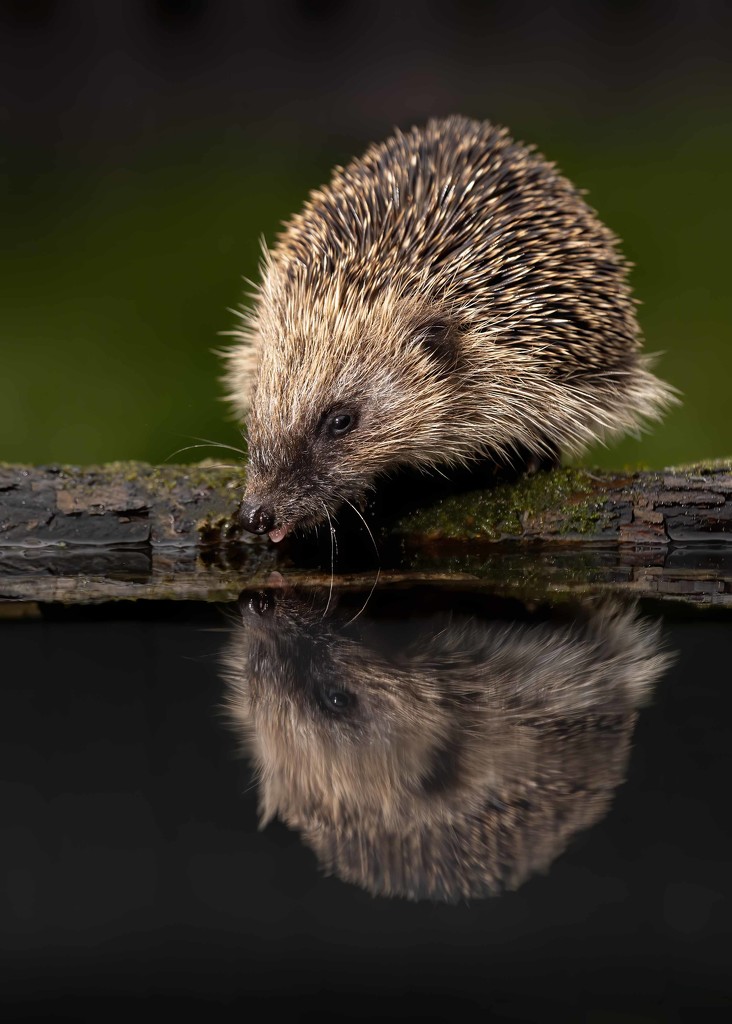 Hedgehog by shepherdmanswife