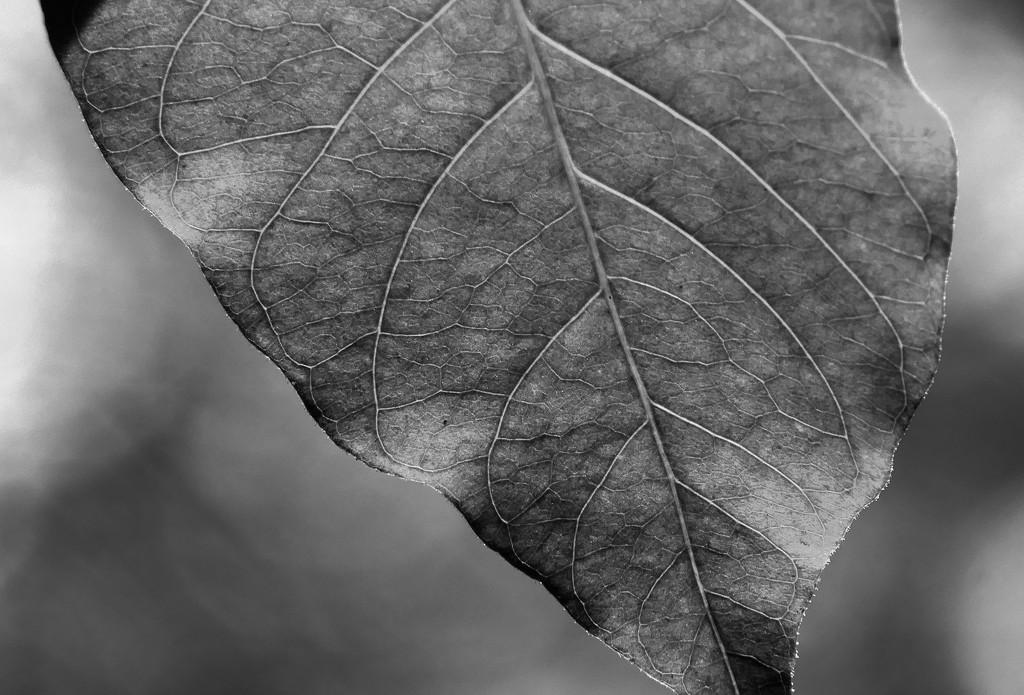 Leaf by lilh