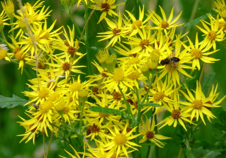 Common Ragwort by fishers
