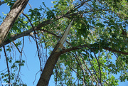 18th Aug 2020 - Tree damage