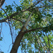 Tree damage by larrysphotos
