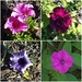 Four Petunias ~      by happysnaps
