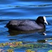 Like Water Off A “ Swamp Hen’s” Back ~       by happysnaps