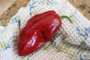 18th Aug 2020 - Red pepper