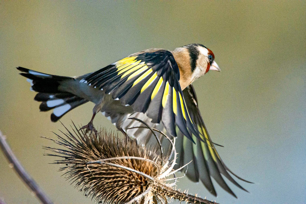 goldfinch Archive by stevejacob