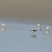 Sanderlings by jgpittenger