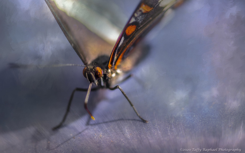 Butterfly Poses for Portrait by taffy
